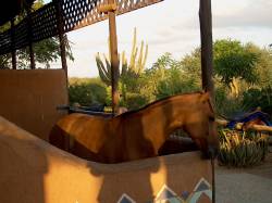 Caballo en Cabatucan