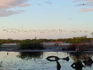 Flamingos en La Restinga