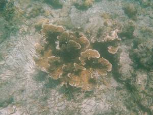 Korall mit Fischen