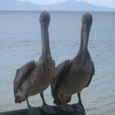 Pelikane beim Warten der Fische