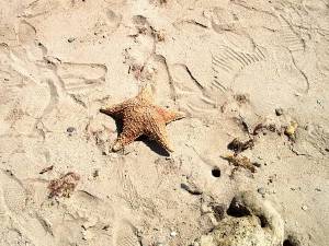 Estrella de mar en Punta Arenas