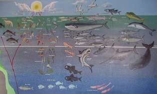Pared del museo en donde se muestran las distintas especies marinas y la profundidad en la cual se encuentran