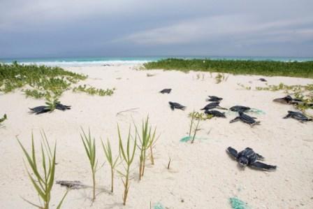 Crías en la Isla La Tortuga