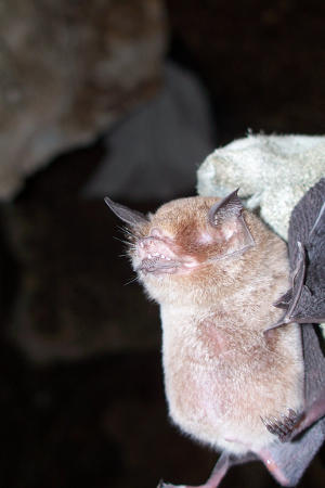 Murcielago Bigotudo