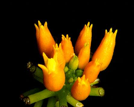 El pepino de culebra