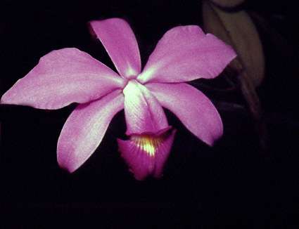 Orinoco's superb orchid