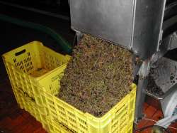 Separador de desechos de uvas