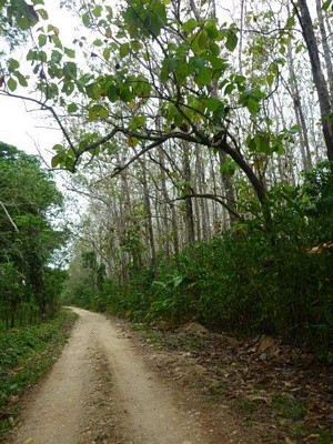 El camino... el inicio