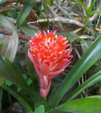 Jacinta Parejo de Crespo (Jacinta de Crespo) Venezuela Tuya