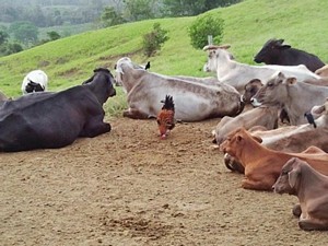 Ganado y Gallo