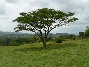 Samán en el potrero