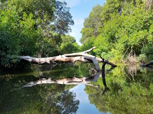 Entrando en el caño