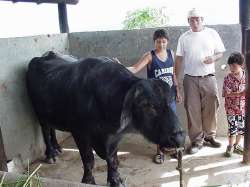 Búfalo cerca del río de Agua