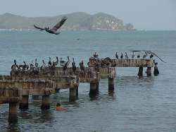 Seagulls in the Caribe river