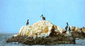 Roca en el mar de Mochima